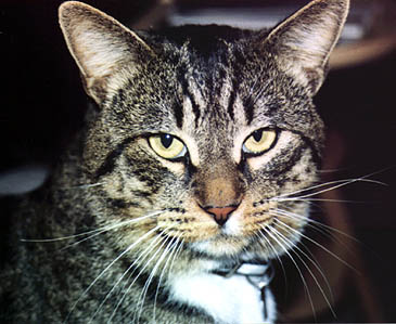 Gato the cat