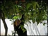 Atitlan 056.jpg