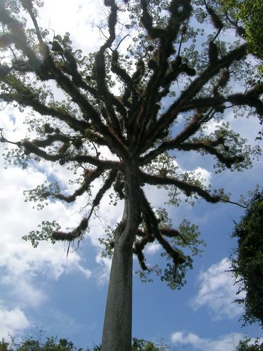 tikal 002.jpg