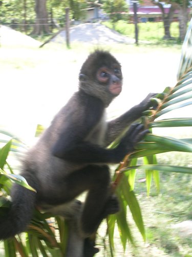 Omoa 004.jpg