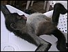 Omoa 005.jpg