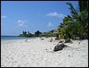 Roatan 033.jpg