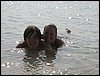 Roatan 115.jpg