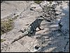 Tulum 027.jpg